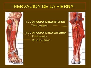 INERVACION DE LA PIERNA   - N. CIATICOPOPLITEO INTERNO Tibial posterior - N. CIATICOPOPLITEO EXTERNO Tibial anterior Músculocutaneo 