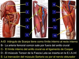 A-El   triángulo de Scarpa tiene como límite interno al recto interno B-  La arteria femoral común sale por fuera del anillo crural C-  El límite interno del anillo crural es el ligamento de Cooper   D - El músculo Tensor de la Fascia Lata se inserta en la E.I.A.Inf. E- La inervación del músculo Sartorio es por el nervio obturador 1 2 3 4 5 6 7 8 9 10 