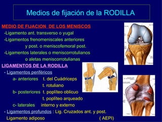 Medios de fijación de la RODILLA   MEDIO DE FIJACION  DE LOS MENISCOS -Ligamento ant. transverso o yugal -Ligamentos frenomeniscales anteriores  y post. o meniscofemoral post. -Ligamentos laterales o meniscorrotulianos o aletas meniscorrotulianas LIGAMENTOS DE LA RODILLA   -  Ligamentos periféricos   a- anteriores   t. del Cuádriceps t. rotuliano b- posteriores   t. poplíteo oblicuo t. poplíteo arqueado c- laterales   interno y externo -  Ligamentos profundos  : Lig. Cruzados ant. y post. Ligamento adiposo  ( AEPI)  