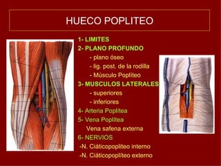 HUECO POPLITEO 1- LIMITES 2- PLANO PROFUNDO - plano óseo - lig. post. de la rodilla - Músculo Poplíteo 3- MUSCULOS LATERALES - superiores - inferiores 4- Arteria Poplítea 5- Vena Poplítea Vena safena externa 6- NERVIOS  -N. Ciáticopopliteo interno -N. Ciáticopoplíteo externo 