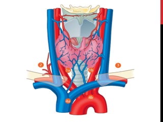 Neck Dissection Incision Apron SELECTIVE NECK DISSECTION | PPTX