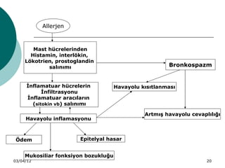 Allerjen



        Mast hücrelerinden
       Histamin, interlökin,
     Lökotrien, prostoglandin
             salınımı                                   Bronkospazm


     İnflamatuar hücrelerin           Havayolu kısıtlanması
           İnfiltrasyonu
     İnflamatuar aracıların
       (sitokin vb) salınımı

                                                Artmış havayolu cevaplılığı
     Havayolu inflamasyonu



 Ödem                   Epitelyal hasar


     Mukosiliar fonksiyon bozukluğu
03/04/12                                                              20
 