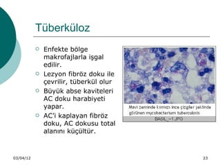 Tüberküloz
              Enfekte bölge
               makrofajlarla işgal
               edilir.
              Lezyon fibröz doku ile
               çevrilir, tüberkül olur
              Büyük abse kaviteleri
               AC doku harabiyeti
               yapar.
              AC’i kaplayan fibröz
               doku, AC dokusu total
               alanını küçültür.



03/04/12                                 23
 