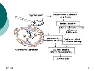 Sigara içme              İnflamatuar hücrelerin
                                                        çağrılması


                                                          Elastaz salınımı

                                                         Alfa1 antitripsin elastaz
                                                                 salınımını
                                                                İnhibe eder


                                          Azalmış alfa1
                                       antitripsin aktivitesi
                                                                 Doğumsal alfa1
                                                                antitripsin eksikliği



           Makrofaj ve nötrofiller                AC deki elastik
                                              liflerin haraplanması


                                                      Amfizem


03/04/12                                                                                7
 