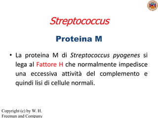 Streptococcus
                          Proteina M

    • La proteina M di Streptococcus pyogenes si
      lega al Fattore H che normalmente impedisce
      una eccessiva attività del complemento e
      quindi lisi di cellule normali.


Copyright (c) by W. H.
Freeman and Company
 