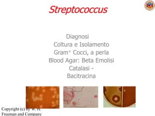 Streptococcus

                                Diagnosi
                           Coltura e Isolamento
                           Gram+ Cocci, a perla
                         Blood Agar: Beta Emolisi
                                 Catalasi -
                                Bacitracina




Copyright (c) by W. H.
Freeman and Company
 