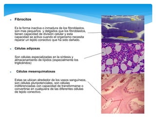  Fibrocitos
Es la forma inactiva o inmadura de los fibroblastos,
son mas pequeños y delgados que los fibroblastos,
tienen capacidad de división celular y esta
capacidad se activa cuando el organismo necesita
reparar un tejido conectivo que ha sido dañado.
 Células adiposas
Son células especializadas en la síntesis y
almacenamiento de lípidos (especialmente los
triglicéridos)
 Células mesenquimatosas
Estas se ubican alrededor de los vasos sanguíneos,
son células pluripotenciales, son células
indiferenciadas con capacidad de transformarse o
convertirse en cualquiera de las diferentes células
de tejido conectivo.
 