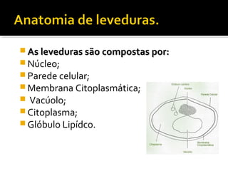  As leveduras são compostas por:As leveduras são compostas por:
 Núcleo;
 Parede celular;
 Membrana Citoplasmática;
 Vacúolo;
 Citoplasma;
 Glóbulo Lipídco.
 