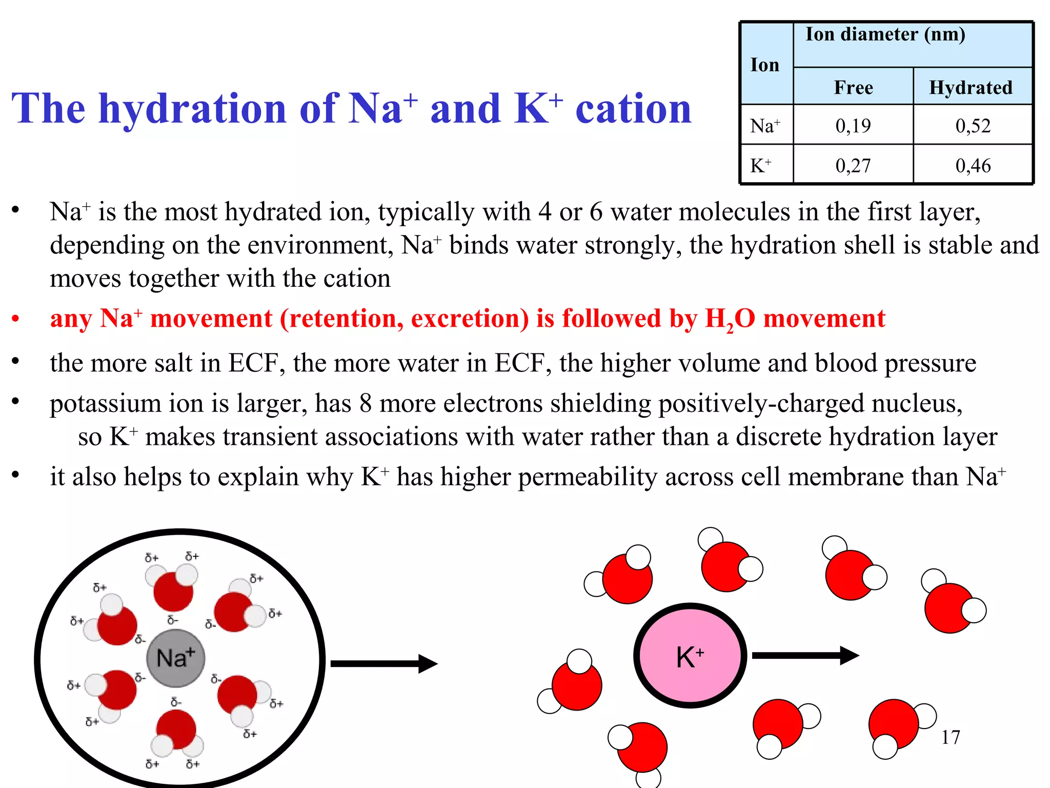 Ion diameter (nm)
                                                                   Ion
                                                                           Free       Hydrated
The hydration of Na and K cation    +            +
                                                                   Na+      0,19        0,52
                                                                   K+       0,27        0,46

•   Na+ is the most hydrated ion, typically with 4 or 6 water molecules in the first layer,
    depending on the environment, Na+ binds water strongly, the hydration shell is stable and
    moves together with the cation
•   any Na+ movement (retention, excretion) is followed by H2O movement
•   the more salt in ECF, the more water in ECF, the higher volume and blood pressure
•   potassium ion is larger, has 8 more electrons shielding positively-charged nucleus,
       so K+ makes transient associations with water rather than a discrete hydration layer
•   it also helps to explain why K+ has higher permeability across cell membrane than Na+




                                                            K+

                                                                                       17
 