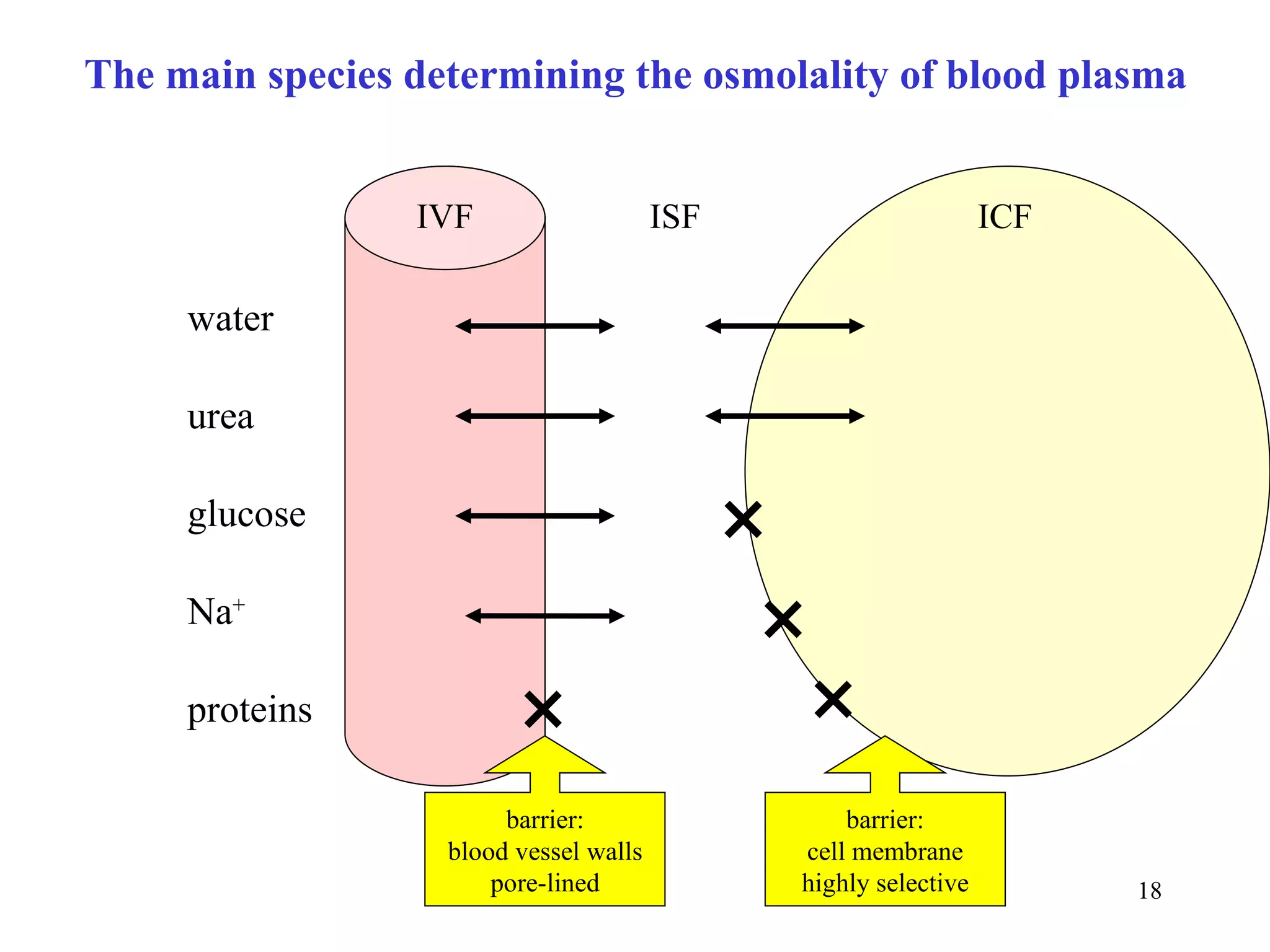 The main species determining the osmolality of blood plasma


                 IVF                    ISF                       ICF

     water

     urea

     glucose
                                              ×
     Na+
                                               ×
     proteins            ×                      ×
                        barrier:                   barrier:
                   blood vessel walls          cell membrane
                       pore-lined              highly selective         18
 