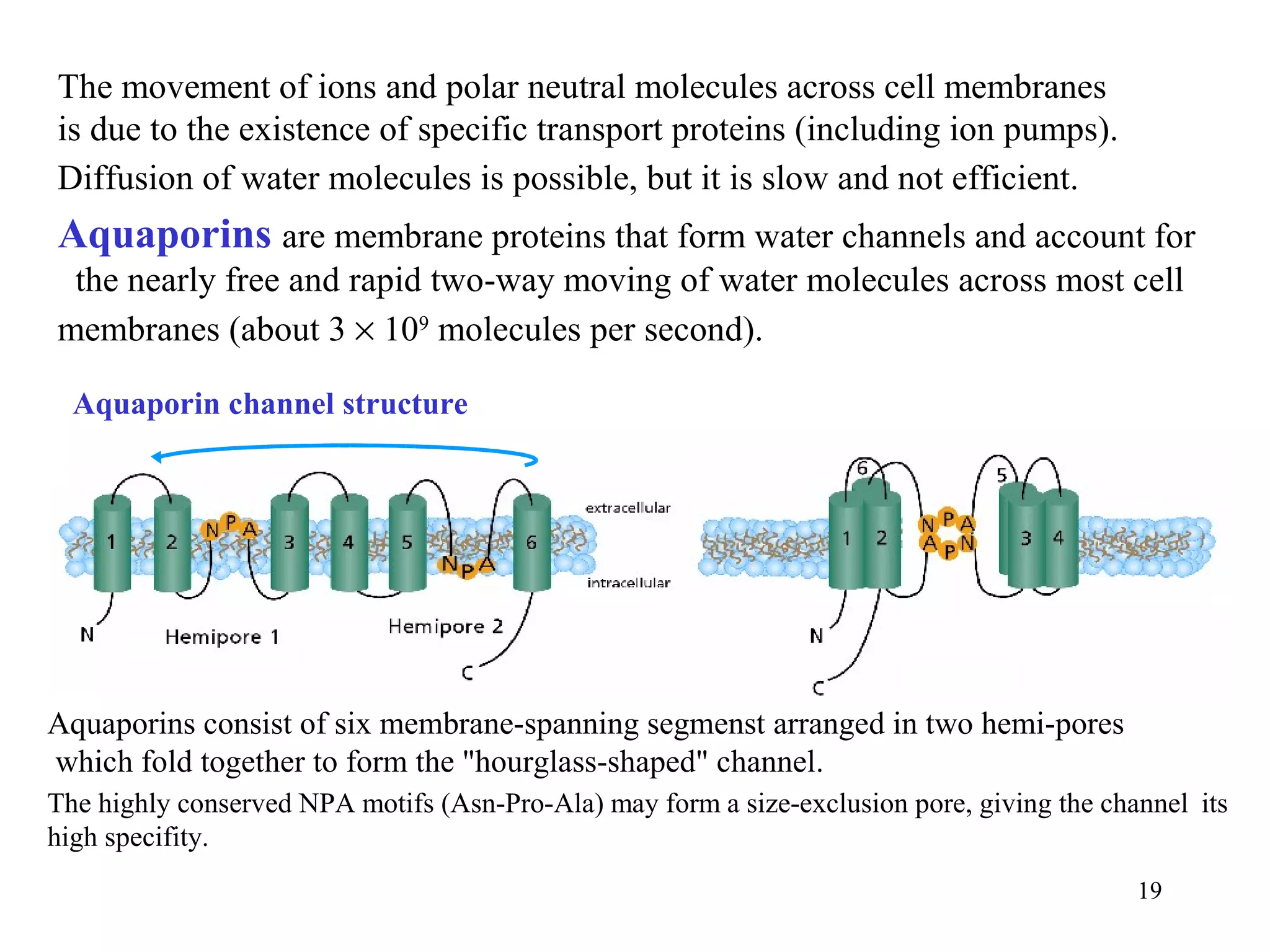 The movement of ions and polar neutral molecules across cell membranes
is due to the existence of specific transport proteins (including ion pumps).
Diffusion of water molecules is possible, but it is slow and not efficient.
Aquaporins are membrane proteins that form water channels and account for
 the nearly free and rapid two-way moving of water molecules across most cell
membranes (about 3 × 109 molecules per second).

  Aquaporin channel structure




Aquaporins consist of six membrane-spanning segmenst arranged in two hemi-pores
which fold together to form the "hourglass-shaped" channel.
The highly conserved NPA motifs (Asn-Pro-Ala) may form a size-exclusion pore, giving the channel its
high specifity.
                                                                                            19
 
