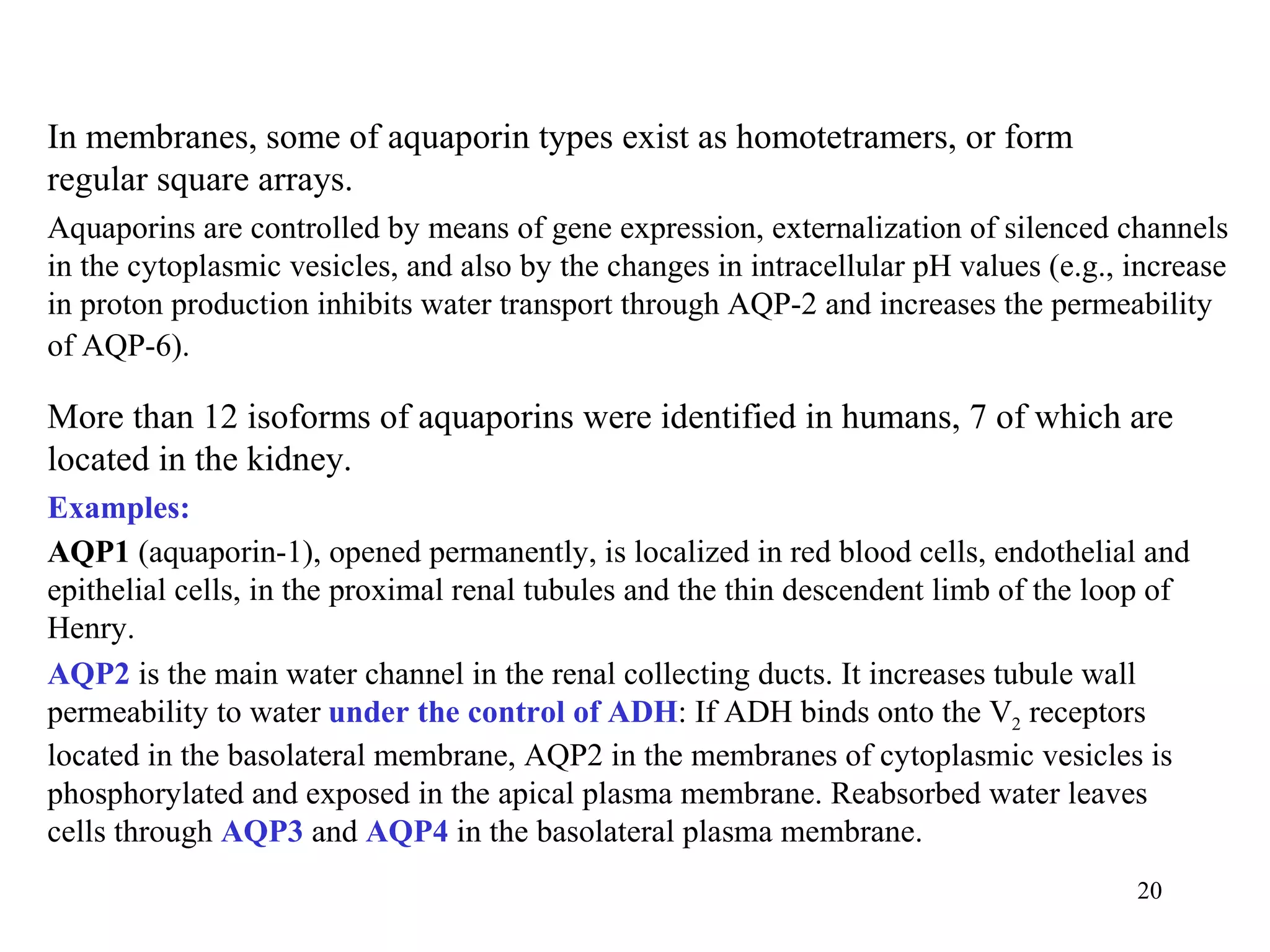 In membranes, some of aquaporin types exist as homotetramers, or form
regular square arrays.
Aquaporins are controlled by means of gene expression, externalization of silenced channels
in the cytoplasmic vesicles, and also by the changes in intracellular pH values (e.g., increase
in proton production inhibits water transport through AQP-2 and increases the permeability
of AQP-6).

More than 12 isoforms of aquaporins were identified in humans, 7 of which are
located in the kidney.
Examples:
AQP1 (aquaporin-1), opened permanently, is localized in red blood cells, endothelial and
epithelial cells, in the proximal renal tubules and the thin descendent limb of the loop of
Henry.
AQP2 is the main water channel in the renal collecting ducts. It increases tubule wall
permeability to water under the control of ADH: If ADH binds onto the V2 receptors
located in the basolateral membrane, AQP2 in the membranes of cytoplasmic vesicles is
phosphorylated and exposed in the apical plasma membrane. Reabsorbed water leaves
cells through AQP3 and AQP4 in the basolateral plasma membrane.
                                                                                       20
 