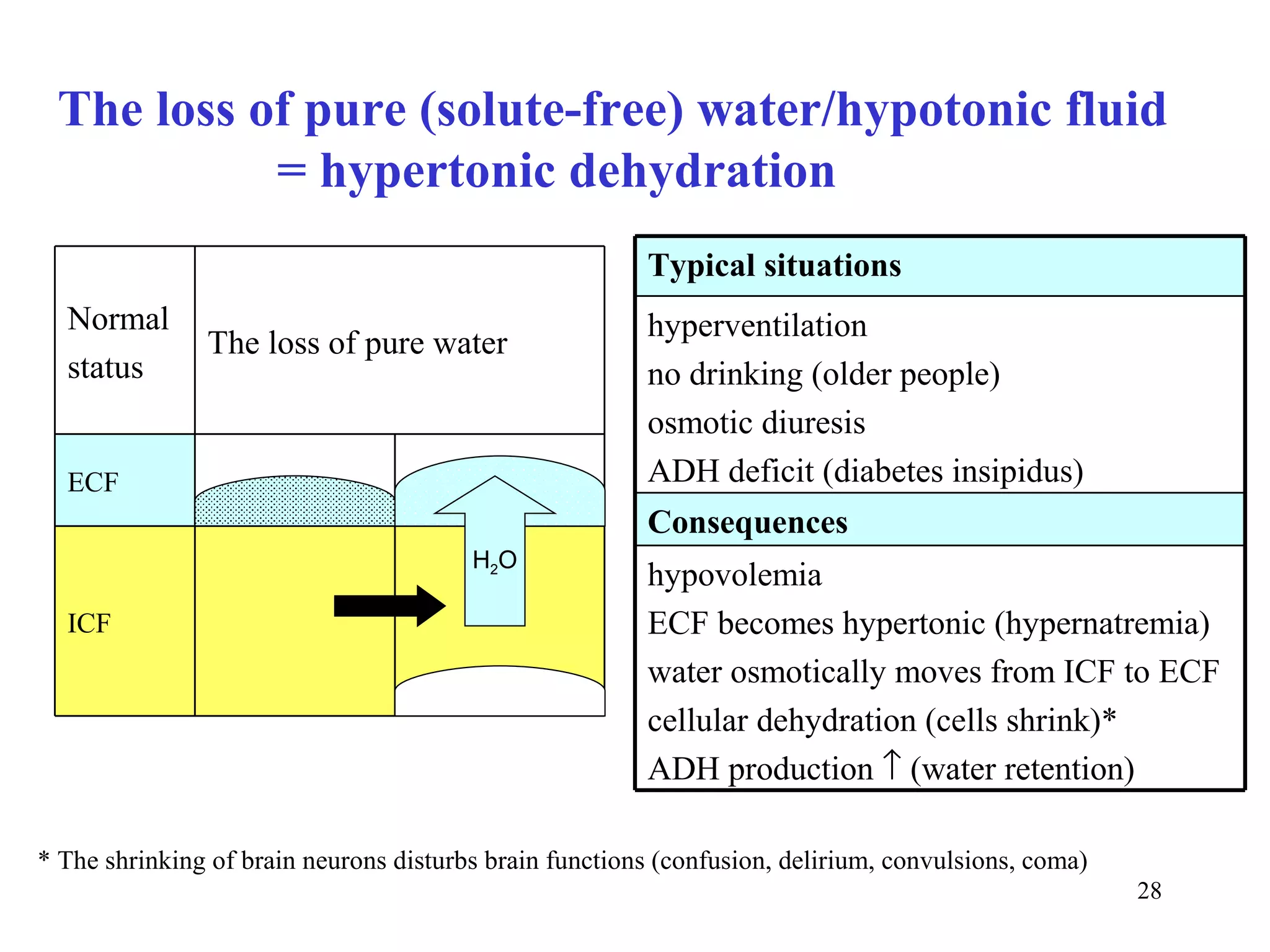 The loss of pure (solute-free) water/hypotonic fluid
           = hypertonic dehydration
                                                        Typical situations
  Normal                                                hyperventilation
               The loss of pure water
  status                                                no drinking (older people)
                                                        osmotic diuresis
  ECF                                                   ADH deficit (diabetes insipidus)
                                                        Consequences
                                        H2O
                                                        hypovolemia
  ICF                                                   ECF becomes hypertonic (hypernatremia)
                                                        water osmotically moves from ICF to ECF
                                                        cellular dehydration (cells shrink)*
                                                        ADH production ↑ (water retention)

* The shrinking of brain neurons disturbs brain functions (confusion, delirium, convulsions, coma)
                                                                                                     28
 