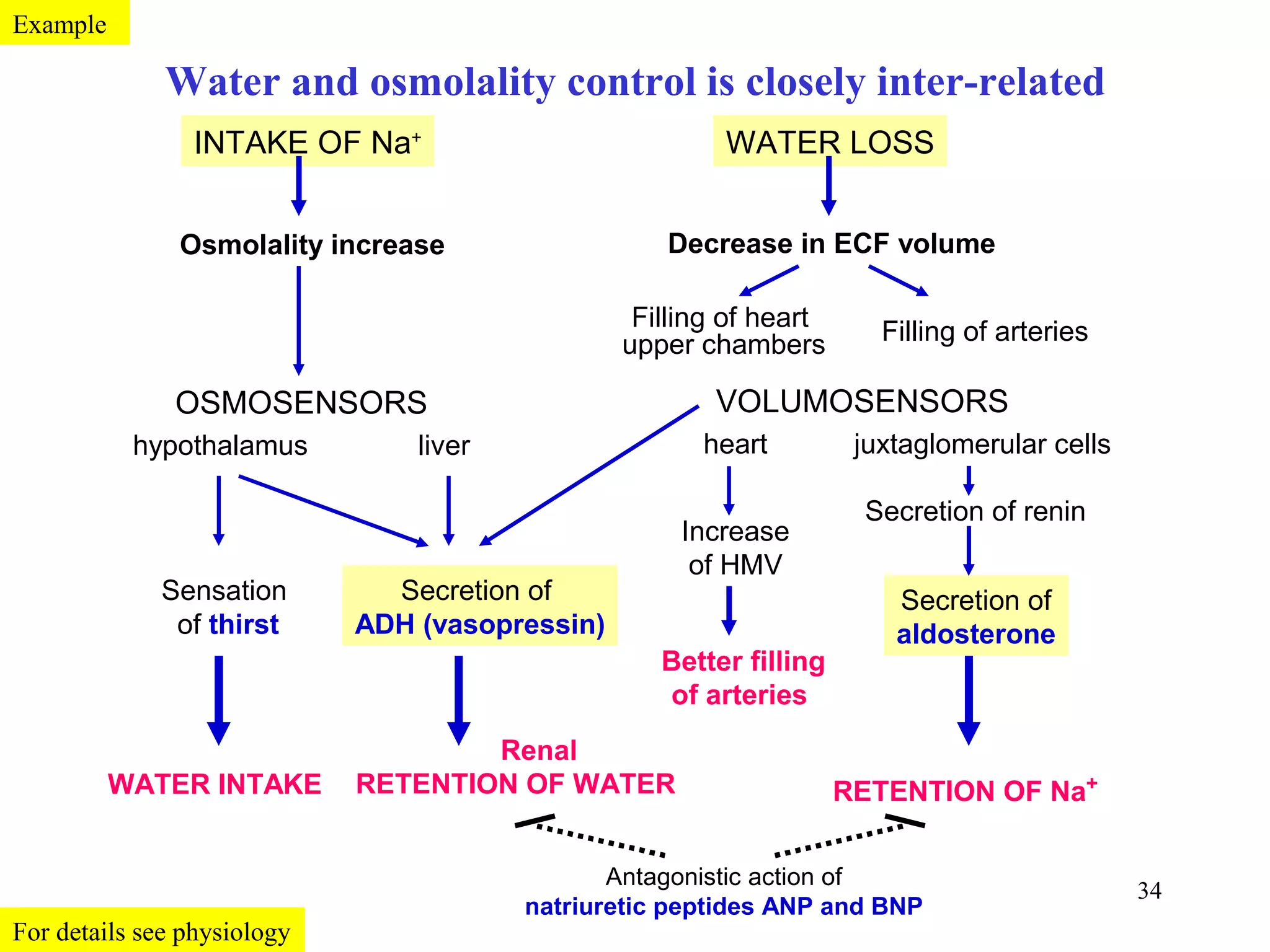 Example

              Water and osmolality control is closely inter-related
                INTAKE OF Na+                            WATER LOSS


               Osmolality increase                  Decrease in ECF volume

                                                  Filling of heart      Filling of arteries
                                                 upper chambers

               OSMOSENSORS                              VOLUMOSENSORS
           hypothalamus          liver                 heart          juxtaglomerular cells

                                                                      Secretion of renin
                                                     Increase
                                                      of HMV
             Sensation         Secretion of                              Secretion of
              of thirst      ADH (vasopressin)                           aldosterone
                                                    Better filling
                                                    of arteries
                                     Renal
          WATER INTAKE       RETENTION OF WATER                      RETENTION OF Na+

                                                Antagonistic action of
                                                                                              34
                                         natriuretic peptides ANP and BNP
For details see physiology
 