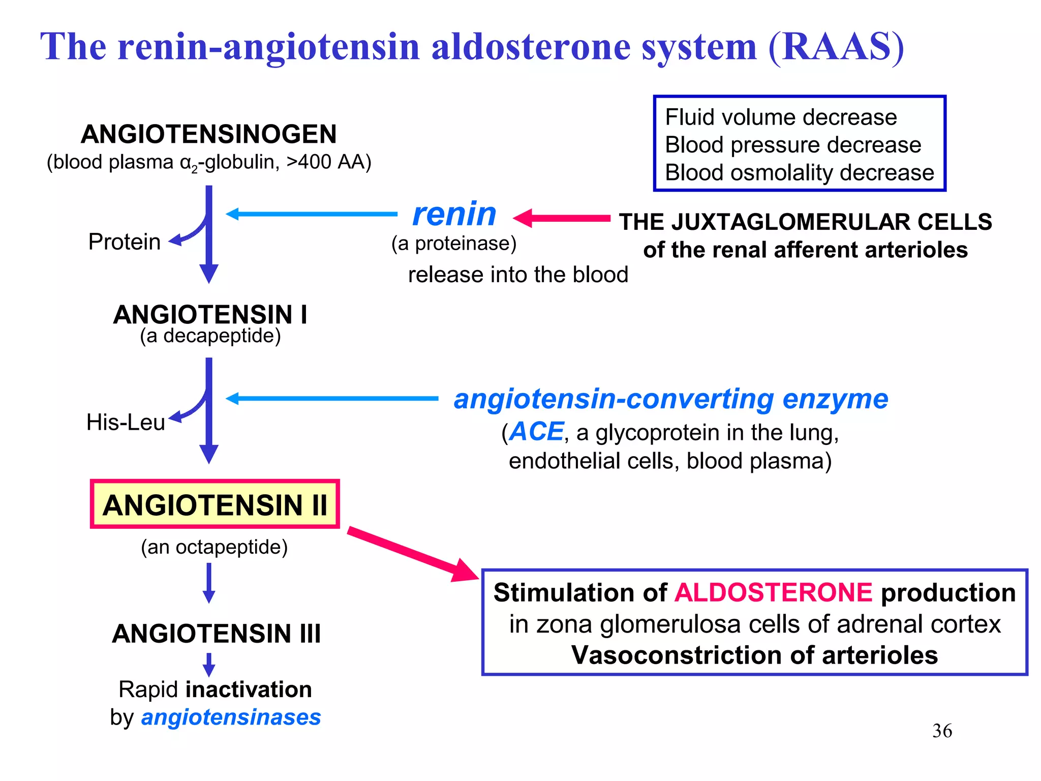 The renin-angiotensin aldosterone system (RAAS)
                                                               Fluid volume decrease
   ANGIOTENSINOGEN                                             Blood pressure decrease
(blood plasma α2-globulin, >400 AA)
                                                               Blood osmolality decrease
                                       renin                 THE JUXTAGLOMERULAR CELLS
    Protein                           (a proteinase)           of the renal afferent arterioles
                                        release into the blood
       ANGIOTENSIN I
          (a decapeptide)


                                           angiotensin-converting enzyme
    His-Leu                                     (ACE, a glycoprotein in the lung,
                                                 endothelial cells, blood plasma)

      ANGIOTENSIN II
          (an octapeptide)

                                               Stimulation of ALDOSTERONE production
       ANGIOTENSIN III                          in zona glomerulosa cells of adrenal cortex
                                                      Vasoconstriction of arterioles
       Rapid inactivation
      by angiotensinases
                                                                                         36
 