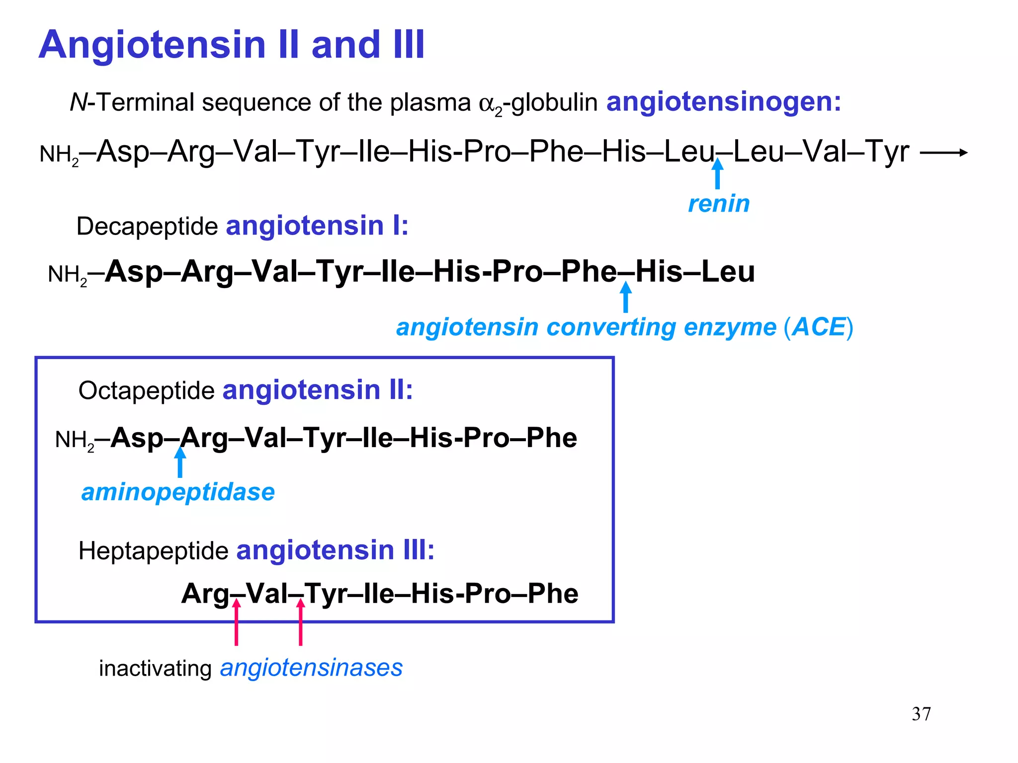Angiotensin II and III
 N-Terminal sequence of the plasma α2-globulin angiotensinogen:

NH2–Asp–Arg–Val–Tyr–Ile–His-Pro–Phe–His–Leu–Leu–Val–Tyr

                                                    renin
  Decapeptide angiotensin I:
NH2–Asp–Arg–Val–Tyr–Ile–His-Pro–Phe–His–Leu

                              angiotensin converting enzyme (ACE)

  Octapeptide angiotensin II:
NH2–Asp–Arg–Val–Tyr–Ile–His-Pro–Phe

  aminopeptidase

  Heptapeptide angiotensin III:
          Arg–Val–Tyr–Ile–His-Pro–Phe

   inactivating angiotensinases
                                                                    37
 