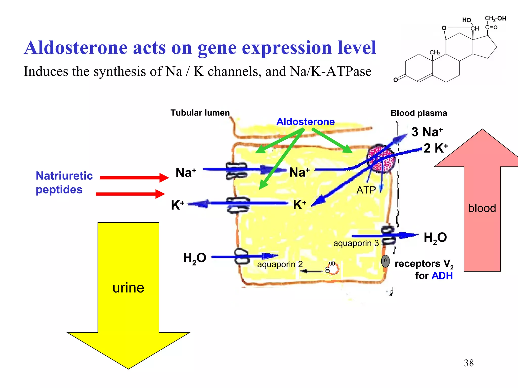 Aldosterone acts on gene expression level
Induces the synthesis of Na / K channels, and Na/K-ATPase

                        Tubular lumen                                   Blood plasma
                                            Aldosterone
                                                                            3 Na+
                                                                              2 K+

 Natriuretic             Na+                   Na+
 peptides                                                  ATP
                        K+                      K+                                     blood

                                                      aquaporin 3             H2O
                          H2O           aquaporin 2
                                                                    0
                                                                        receptors V2
                                                                            for ADH
               urine




                                                                                       38
 