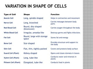 VARIATION IN SHAPE OF CELLS
Type of Cell Shape Function
Muscle Cell Long, spindle-shaped Helps in contraction and movement
Nerve Cell Long, branched
Carries messages between body
parts
Red Blood Cell
Round, disc-shaped
(biconcave)
Carries oxygen throughout the body
White Blood Cell Irregular, amoeba-like Destroys germs and fights infections
Fat Cell
Round, large with storage
space
Stores fat and energy
Bone Cell Star-shaped
Provides structure and support to
the body
Skin Cell Flat, thin, tightly packed Covers and protects body surface
Guard Cell (Plant) Kidney-shaped Opens and closes stomata in leaves
Xylem Cell (Plant) Long, tube-like
Conducts water and minerals in
plants
Phloem Cell (Plant) Elongated, tube-like Conducts food in plants
 