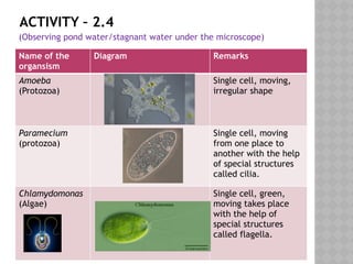 ACTIVITY – 2.4
(Observing pond water/stagnant water under the microscope)
Name of the
organsism
Diagram Remarks
Amoeba
(Protozoa)
Single cell, moving,
irregular shape
Paramecium
(protozoa)
Single cell, moving
from one place to
another with the help
of special structures
called cilia.
Chlamydomonas
(Algae)
Single cell, green,
moving takes place
with the help of
special structures
called flagella.
 
