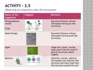 ACTIVITY – 2.5
(Observing soil suspension under the microscope)
Name of the
organsism
Diagram Remarks
Rhizopus(Bread
mould)
Fungi
Branched filament without
chlorophyll having sac like
structures.
Mould (Fungi) Branched filament without
chlorophyll having brush like
structures.
Algae Single cell, green, moving
takes place with the help of
special structures called
flagella.
Bacteria Spherical, comma, spiral or
rod shaped, one long hair-like
structure and many small hair-
like structure around the cell
 