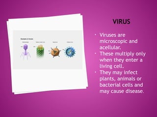 VIRUS
• Viruses are
microscopic and
acellular.
• These multiply only
when they enter a
living cell.
• They may infect
plants, animals or
bacterial cells and
may cause disease.
 