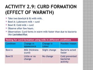 ACTIVITY 2.9: CURD FORMATION
(EFFECT OF WARMTH)
 Take two bowls(A & B) with milk.
 Bowl A: Lukewarm milk + curd
 Bowl B: Cold milk + curd
 Observe after few hours.
 Observation: Curd forms in warm milk faster than due to bacteria
like Lactobacillus.
Testing for curd formation using milk in different conditions
Condition Change in
appearance
Change in
colour
Possible reason
Bowl A Milk thickness
(curd)
Slight change Bacteria acted
faster
Bowl B Little or no
change
No change Cold prevented
bacterial
activity
 
