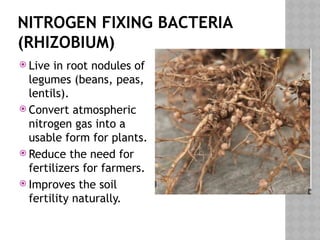 NITROGEN FIXING BACTERIA
(RHIZOBIUM)
 Live in root nodules of
legumes (beans, peas,
lentils).
 Convert atmospheric
nitrogen gas into a
usable form for plants.
 Reduce the need for
fertilizers for farmers.
 Improves the soil
fertility naturally.
 