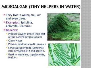 MICROALGAE (TINY HELPERS IN WATER)
 They live in water, soil, air
and even trees.
 Examples: Spirulina,
Chlorella, Diatoms.
 Benefits:
 Produce oxygen (more than half
of the earth’s oxygen supply)
 Clean water
 Provide food for aquatic animals
 Serve as superfoods (Spirulina)
rich in vitamin B12 and protein.
 Used in medicine, supplements,
biofuel.
 