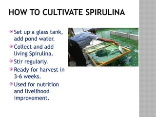 HOW TO CULTIVATE SPIRULINA
 Set up a glass tank,
add pond water.
 Collect and add
living Spirulina.
 Stir regularly.
 Ready for harvest in
3-6 weeks.
 Used for nutrition
and livelihood
improvement.
 