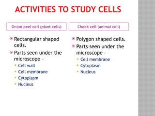 ACTIVITIES TO STUDY CELLS
Onion peel cell (plant cells) Cheek cell (animal cell)
 Rectangular shaped
cells.
 Parts seen under the
microscope –
 Cell wall
 Cell membrane
 Cytoplasm
 Nucleus
 Polygon shaped cells.
 Parts seen under the
microscope –
 Cell membrane
 Cytoplasm
 Nucleus
 