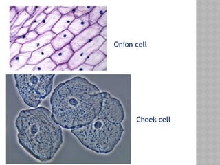 Onion cell
Cheek cell
 