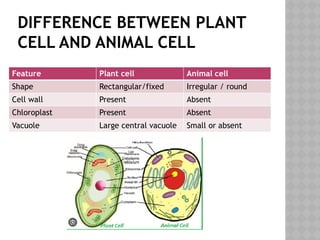 DIFFERENCE BETWEEN PLANT
CELL AND ANIMAL CELL
Feature Plant cell Animal cell
Shape Rectangular/fixed Irregular / round
Cell wall Present Absent
Chloroplast Present Absent
Vacuole Large central vacuole Small or absent
 