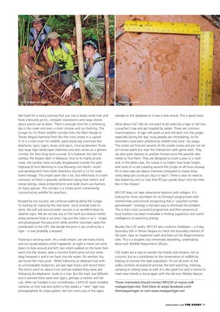 WWW.EXPATKL.COM THE EXPAT 31
We head for a rocky outcrop that juts into a lovely small river and
have a leisurely picnic, compare impressions and swap stories
about places we’ve been. There is enough time for a refreshing
dip in the creek and even a short snooze and sun bathing. The
Sungai Yu (Yu River) wildlife corridor links the Main Range to
Taman Negara National Park like the cross stroke in a capital
H. It is a vital route for wildlife, particularly big mammals like
elephants, gaur, tigers, bears and tapirs, moving between those
two large tiger landscapes (habitats) and also serves as a genetic
corridor for their long term survival. It is however too late for
sambar, the largest deer in Malaysia. Due to its highly prized
meat, the sambar have virtually disappeared outside the park.
Highway 8 from Bentong to Gua Musang runs North- South
and development from both directions has left a 12 km wide
forest linkage. This might seem like a lot, but effectively it is even
narrower as there is sporadic settlement along that stretch and
metal railings, steep embankments and wide drains are barriers
to many species. The corridor is a choke point conveniently
concentrating wildlife for poachers.
Buoyed by our success, we continue walking along the Sungai
Yu looking for tracks by the river bank. Since animals have to
drink, the soft soil around water sources is an excellent place to
observe signs. We do not see any on the bank but several metres
away someone ﬁnds a cat print. I lay out the rulers in an L - shape
and photograph the paw print while another volunteer saves the
coordinates to the GPS. We decide the print is too small to be a
tiger – it was probably a leopard.
Tracking is exciting work. At a small stream, we see many tracks
and our guide explains what happened: at night a moon rat came
down to look around and left; two otters walked on the bank then
went into the stream; later a monitor lizard came out but some
dogs harassed it and it ran back into the water. On another trip,
we found the main prize. While following an elephant trail with
its unmistakable footprints, we saw tiger tracks and record them.
The tracks went on about 4 km and we realised they were also
following the elephants’ route to a river. But the track size differed
and it seemed there were two tigers, perhaps a mother and her
cub. After we handed in our co-ordinates, a MYCAT team installed
cameras on that trail and within a few weeks a “new” tiger was
photographed. Its stripe pattern did not match any of the tigers
already on the database so it was a new arrival. This is good news.
What about risk? We do not want to be eaten by a tiger or fall into
a poacher’s trap and get impaled by spikes. These are common
misconceptions. A tiger will avoid us and will dash into the jungle,
especially during the day; noisy people are intimidating. So far
volunteers have been attacked by wildlife only once - by wasps.
The snares we ﬁnd are variants of the simple noose and are not set
on human paths but near the intersection with game trails. They
are also quite obvious to another human since the poacher also
needs to ﬁnd them. They are designed to snare a paw or a neck
and, in the latter case, the noose is no higher than knee height,
and none of us are crawling around the jungle on all fours anyway.
Pit or box traps are labour intensive compared to snares (how
many deep pits could you dig in a day?). There is also no need to
fear battering rams or nets that lift you upside down into the trees
like in the movies!
MYCAT does not seek adversarial relations with villagers. It is
looking for more volunteers for its Outreach programmes with
communities and schools recognising that a “poacher-turned-
gamekeeper” strategy is the best way to eliminate the problem.
This is their most successful programme and their presence at
local markets has been invaluable in ﬁnding supporters and useful
intelligence on poaching activity.
Besides the CAT walks, MYCAT also conducts Trailblazer – a 5-day
boundary trek in Taman Negara to check the boundary markers of
the park, clear an inspection path and look out for illegal entrance
sites. This is a tougher, but immensely rewarding, undertaking
done with Wildlife Department ofﬁcers.
CAT walks are a way to wander the forests and streams, not as
a tourist, but as a contributor to the conservation of wildlife by
helping to monitor the tiger population. It’s not all work as the
walks combine recreational activities like bird watching, trekking,
camping or visiting caves as well. It is also great fun and a chance to
meet new friends or bond again with the old one- Mother Nature.
Those interested should contact MYCAT at mycat.so@
malayantiger.net, ﬁnd them at www.facebook.com/
themalayantiger or visit www.malayantiger.net
Medium cat printCAT walkers on the trail
 