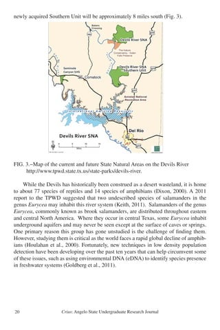 Crius: Angelo State Undergraduate Research Journal20
newly acquired Southern Unit will be approximately 8 miles south (Fig. 3).
FIG. 3.−Map of the current and future State Natural Areas on the Devils River
http://www.tpwd.state.tx.us/state-parks/devils-river.
	 While the Devils has historically been construed as a desert wasteland, it is home
to about 77 species of reptiles and 14 species of amphibians (Dixon, 2000). A 2011
report to the TPWD suggested that two undescribed species of salamanders in the
genus Eurycea may inhabit this river system (Keith, 2011). Salamanders of the genus
Eurycea, commonly known as brook salamanders, are distributed throughout eastern
and central North America. Where they occur in central Texas, some Eurycea inhabit
underground aquifers and may never be seen except at the surface of caves or springs.
One primary reason this group has gone unstudied is the challenge of finding them.
However, studying them is critical as the world faces a rapid global decline of amphib-
ians (Houlahan et al., 2000). Fortunately, new techniques in low density population
detection have been developing over the past ten years that can help circumvent some
of these issues, such as using environmental DNA (eDNA) to identify species presence
in freshwater systems (Goldberg et al., 2011).
 
Figure 3 
 
 