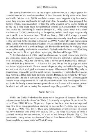 Crius: Angelo State Undergraduate Research Journal 21
Family Plethodontidae
	 The family Plethodontidae, or the lungless salamanders, is a unique group that
contains some of the smallest members of the salamander family that can be found
worldwide (Vieites et al., 2011). As their common name suggests, they have no in-
ternal lung structure and breathe through their skin. Researchers have proposed that
the loss of lungs is an adaptation for their life in the water; in larval stages, having an
air sac like a lung could cause the salamander to float, displacing it from its primary
food source and threatening its survival (Fong et al., 1995). Adults reach a maximum
size between 2.5-30.5 cm depending on the species, and the larval stages are generally
much smaller than the mature form (Welsh and Droege, 2001). With a large portion of
these salamanders living in moving water, oxygen is constantly turned over and there
is little selection for keeping lungs (Fong et al., 1995). Another physical characteristic
of the family Plethodontidae is having four toes on the front limbs and four or five toes
on the hind limbs with a medium length tail. The head is modified for wedging under
rocks and burrowing in silt on the streambeds. Plethodontids also have a modified long
tongue that can be flicked quickly to capture prey (Welsh and Droege, 2001).
	 As for their diet, most of the lungless salamanders eat small crustaceans, insects,
and sometimes worms. Larger species have been known to eat smaller salamanders as
well (Holomuzki, 1980). On the whole, little is known about Plethodontid reproduc-
tion and their daily behaviors. It is known that they like to live in groups and some
species are highly territorial. For the terrestrial species, they are hidden during the day
and active at night, with peak movement at sunset (Holomuzki, 1980). They rely on
covertness as opposed to speed to avoid capture. Contrastingly, water-dwelling species
have more speed than their land-dwelling cousins. Depending on where they live dur-
ing their adult life and if they have a larval stage or not, females will lay their eggs in
shallow water along streams or on land, hidden under rocks or in moss layers. Several
species in the family also demonstrate parental care and females will remain to protect
the clutch and will not eat during this maternal stage (Jaeger and Forester, 1993).
Genus Eurycea
	 Within the family Plethodontidae, there exists the genus of Eurycea. The online
reference Amphibian Species of the World 6.0 currently recognizes 28 species of Eu-
rycea (Frost, 2014). Of these 28 species, 15 species live their entire lives underground,
have little to no skin pigmentation, and may or may not have vestigial eye structures
(Fong et al., 1995; Frost, 2014). These cave salamanders are all neotenic, or remain
in a larval form for their entire lives (Baker, 1961). The range of Eurycea in Texas is
confined to about fourteen counties, all a part of the Edwards Plateau (Fig. 4). The
easternmost county where specimens of Eurycea have been collected is Williamson
County and the westernmost is Val Verde County.
 