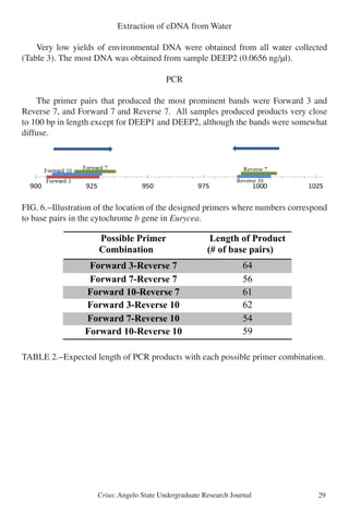 Crius: Angelo State Undergraduate Research Journal 29
Extraction of eDNA from Water
	 Very low yields of environmental DNA were obtained from all water collected
(Table 3). The most DNA was obtained from sample DEEP2 (0.0656 ng/µl).
PCR
	 The primer pairs that produced the most prominent bands were Forward 3 and
Reverse 7, and Forward 7 and Reverse 7. All samples produced products very close
to 100 bp in length except for DEEP1 and DEEP2, although the bands were somewhat
diffuse.
FIG. 6.−Illustration of the location of the designed primers where numbers correspond
to base pairs in the cytochrome b gene in Eurycea.
TABLE 2.−Expected length of PCR products with each possible primer combination.
			
 
Figure 6 
 
ble 2 
Possible Primer
Combination
Length of Product
(# of base pairs)
Forward 3-Reverse 7 64
Forward 7-Reverse 7 56
Forward 10-Reverse 7 61
Forward 3-Reverse 10 62
Forward 7-Reverse 10 54
Forward 10-Reverse 10 59
 