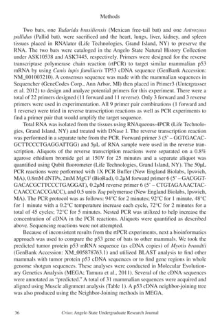 Crius: Angelo State Undergraduate Research Journal36
Methods
	 Two bats, one Tadarida brasiliensis (Mexican free-tail bat) and one Antrozous
pallidus (Pallid bat), were sacrificed and the heart, lungs, liver, kidney, and spleen
tissues placed in RNAlater (Life Technologies, Grand Island, NY) to preserve the
RNA. The two bats were cataloged in the Angelo State Natural History Collection
under ASK10538 and ASK7445, respectively. Primers were designed for the reverse
transcriptase polymerase chain reaction (rtPCR) to target similar mammalian p53
mRNA by using Canis lupis familiaris TP53 cDNA sequence (GenBank Accession:
NM_001003210). A consensus sequence was made with the mammalian sequences in
Sequencher (GeneCodes Corp., Ann Arbor, MI) then placed in Primer3 (Untergrasser
et al. 2012) to design and analyze potential primers for this experiment. There were a
total of 22 primers designed (11 forward and 11 reverse). Only 3 forward and 3 reverse
primers were used in experimentation. All 9 primer pair combinations (1 forward and
1 reverse) were tried in reverse transcription reactions as well as PCR experiments to
find a primer pair that would amplify the target sequence.
	 Total RNA was isolated from the tissues using RNAqueous-4PCR (Life Technolo-
gies, Grand Island, NY) and treated with DNase I. The reverse transcription reaction
was performed in a separate tube from the PCR. Forward primer 3 (5’ – GGTGACAC-
GCTTCCCTGAGGATTGG) and 5μL of RNA sample were used in the reverse tran-
scription. Aliquots of the reverse transcription reactions were separated on a 0.8%
agarose ethidium bromide gel at 150V for 25 minutes and a separate aliquot was
quantified using Qubit fluorometer (Life Technologies, Grand Island, NY). The 50μL
PCR reactions were performed with 1X PCR Buffer (New England Biolabs, Ipswich,
MA), 0.8mM dNTPs, 2mM MgCl2
(BioRad), 0.2μM forward primer 6 (5’– GACGGT-
GACACGCTTCCCTGAGGAT), 0.2μM reverse primer 6 (5’ – CTGTAGAAACTAC-
CAACCCACCGACC), and 0.5 units Taq polymerase (New England Biolabs, Ipswich,
MA). The PCR protocol was as follows: 94°C for 2 minutes; 92°C for 1 minute, 48°C
for 1 minute with a 0.2°C temperature increase each cycle, 72°C for 2 minutes for a
total of 45 cycles; 72°C for 5 minutes. Nested PCR was utilized to help increase the
concentration of cDNA in the PCR reactions. Aliquots were quantified as described
above. Sequencing reactions were not attempted.
	 Because of inconsistent results from the rtPCR experiments, next a bioinformatics
approach was used to compare the p53 gene of bats to other mammals. We took the
predicted tumor protein p53 mRNA sequence (as cDNA copies) of Myotis brandtii
(GenBank Accession: XM_005878763.1) and utilized BLAST analysis to find other
mammals with tumor protein p53 cDNA sequences or to find gene regions in whole
genome shotgun sequences. These analyses were conducted in Molecular Evolution-
ary Genetics Analysis (MEGA; Tamura et al., 2011). Several of the cDNA sequences
were annotated as “predicted.” A total of 31 mammalian sequences were acquired and
aligned using Muscle alignment analysis (Table 1). A p53 cDNA neighbor-joining tree
was also produced using the Neighbor-Joining methods in MEGA.
 