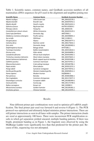 Crius: Angelo State Undergraduate Research Journal 37
Table 1. Scientific names, common names, and GenBank accession numbers of all
mammalian cDNA sequences for p53 used in the alignment and neighbor-joining tree
Results
	 Nine different primer pair combinations were used to optimize p53 mRNA ampli-
fication. The final primer pair used was forward 6 and reverse 6 (Figure 1). The PCR
protocol was optimized and ultimately helped minimize primer interactions. There are
still primer interactions as seen in all lanes with samples. The primer interaction clouds
are sized at approximately 100 bases. There were inconsistent PCR amplification re-
sults in which gel separation yielded smeared, multiple banding patterns. If there was
bright, prominent banding as in Figure 1, the fragment sizes observed by using the
MidRange Ladder were significantly less than that predicted for the primer pair. Be-
cause of this, sequencing was not attempted.
 