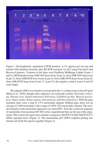 Crius: Angelo State Undergraduate Research Journal38
Figure 1. Electrophoretic separation of PCR products. A 1% agarose gel was run and
stained with ethidium bromide after RT PCR reactions for p53 using Forward 6 and
Reverse 6 primers. Contents of the lanes were FastRuler MidRange Ladder (Lanes 1
and 5), rtPCR product from ASK7445 heart tissue (Lane 2), from ASK7445 lung tissue
(Lane 3), from ASK10538 liver tissue (Lane 4), from ASK10538 heart tissue (Lane 6),
from ASK10538 lung tissue (Lane 7). Lane 8 is the negative control. Lanes 9 and 10
were empty.
	 The aligned cDNA was found to correspond to the 11 coding exons in the p53 gene
(Belyi et al., 2010), though some sequences are transcript variants (Tursinops trunca-
tus, Oricuns orca, Saimiri boliviensis boliviensis, Callithrix jacchus, Macaca fascicu-
laris, Papio anubis, Homo sapiens, Pan paniscus, and Pan troglodytes). With the gaps
included, there were a total of 1331 nucleotides aligned. Without gaps, there was an
average of 1169 nucleotides with a range of 1038-1242 nucleotides aligned. The over-
all similarity in the nucleotide alignment was about 80%. Note the conserved sequence
of nucleotides from position 887-904 in the vespertilionid bats (at the top of the align-
ment). This conserved region also contains a sequence (AGTCCCAAGCAGCCCCCT-
GGG) repeated twice (Figure 2). The mammalian p53 cDNA neighbor-joining tree
clusters all of the bat species together (Figure 3).
 