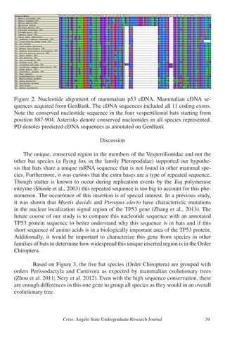 Crius: Angelo State Undergraduate Research Journal 39
Figure 2. Nucleotide alignment of mammalian p53 cDNA. Mammalian cDNA se-
quences acquired from GenBank. The cDNA sequences included all 11 coding exons.
Note the conserved nucleotide sequence in the four vespertilionid bats starting from
position 887-904. Asterisks denote conserved nucleotides in all species represented.
PD denotes predicted cDNA sequences as annotated on GenBank
Discussion
	 The unique, conserved region in the members of the Vespertilionidae and not the
other bat species (a flying fox in the family Pteropodidae) supported our hypothe-
sis that bats share a unique mRNA sequence that is not found in other mammal spe-
cies. Furthermore, it was curious that the extra bases are a type of repeated sequence.
Though stutter is known to occur during replication events by the Taq polymerase
enzyme (Shinde et al., 2003) this repeated sequence is too big to account for this phe-
nomenon. The occurrence of this insertion is of special interest. In a previous study,
it was shown that Myotis davidii and Pteropus alecto have characteristic mutations
in the nuclear localization signal region of the TP53 gene (Zhang et al., 2013). The
future course of our study is to compare this nucleotide sequence with an annotated
TP53 protein sequence to better understand why this sequence is in bats and if this
short sequence of amino acids is in a biologically important area of the TP53 protein.
Additionally, it would be important to characterize this gene from species in other
families of bats to determine how widespread this unique inserted region is in the Order
Chiroptera.
		 Based on Figure 3, the five bat species (Order Chiroptera) are grouped with
orders Perissodactyla and Carnivora as expected by mammalian evolutionary trees
(Zhou et al. 2011; Nery et al. 2012). Even with the high sequence conservation, there
are enough differences in this one gene to group all species as they would in an overall
evolutionary tree.
 
