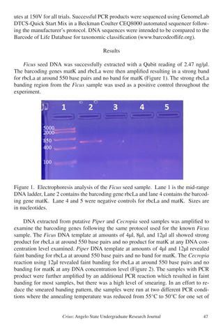 Crius: Angelo State Undergraduate Research Journal 47
utes at 150V for all trials. Successful PCR products were sequenced using GenomeLab
DTCS-Quick Start Mix in a Beckman Coulter CEQ8000 automated sequencer follow-
ing the manufacturer’s protocol. DNA sequences were intended to be compared to the
Barcode of Life Database for taxonomic classification (www.barcodeoflife.org).
Results
	 Ficus seed DNA was successfully extracted with a Qubit reading of 2.47 ng/µl.
The barcoding genes matK and rbcLa were then amplified resulting in a strong band
for rbcLa at around 550 base pairs and no band for matK (Figure 1). The strong rbcLa
banding region from the Ficus sample was used as a positive control throughout the
experiment.
Figure 1. Electrophoresis analysis of the Ficus seed sample. Lane 1 is the mid-range
DNA ladder, Lane 2 contains the barcoding gene rbcLa and lane 4 contains the barcod-
ing gene matK. Lane 4 and 5 were negative controls for rbcLa and matK. Sizes are
in nucleotides.
	 DNA extracted from putative Piper and Cecropia seed samples was amplified to
examine the barcoding genes following the same protocol used for the known Ficus
sample. The Ficus DNA template at amounts of 4µl, 8µl, and 12µl all showed strong
product for rbcLa at around 550 base pairs and no product for matK at any DNA con-
centration level examined. Piper DNA template at amounts of 4µl and 12µl revealed
faint banding for rbcLa at around 550 base pairs and no band for matK. The Cecropia
reaction using 12µl revealed faint banding for rbcLa at around 550 base pairs and no
banding for matK at any DNA concentration level (Figure 2). The samples with PCR
product were further amplified by an additional PCR reaction which resulted in faint
banding for most samples, but there was a high level of smearing. In an effort to re-
duce the smeared banding pattern, the samples were run at two different PCR condi-
tions where the annealing temperature was reduced from 55°C to 50°C for one set of
 