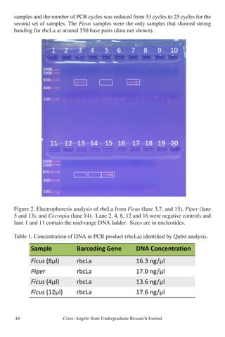 Crius: Angelo State Undergraduate Research Journal48
samples and the number of PCR cycles was reduced from 33 cycles to 25 cycles for the
second set of samples. The Ficus samples were the only samples that showed strong
banding for rbcLa at around 550 base pairs (data not shown).
Figure 2. Electrophoresis analysis of rbcLa from Ficus (lane 3,7, and 15), Piper (lane
5 and 13), and Cecropia (lane 14). Lane 2, 4, 8, 12 and 16 were negative controls and
lane 1 and 11 contain the mid-range DNA ladder. Sizes are in nucleotides.
Table 1. Concentration of DNA in PCR product (rbcLa) identified by Qubit analysis.
 
