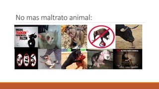 No mas maltrato animal:
 
