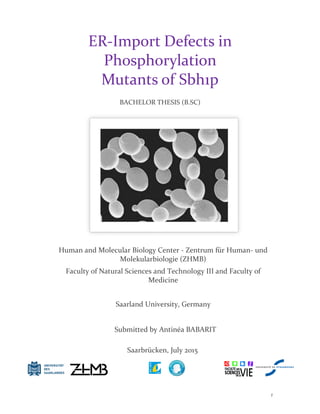 1
ER-Import Defects in
Phosphorylation
Mutants of Sbh1p
BACHELOR THESIS (B.SC)
Submitted by Antinéa BABARIT
Human and Molecular Biology Center - Zentrum für Human- und
Molekularbiologie (ZHMB)
Faculty of Natural Sciences and Technology III and Faculty of
Medicine
Saarland University, Germany
Saarbrücken, July 2015
 