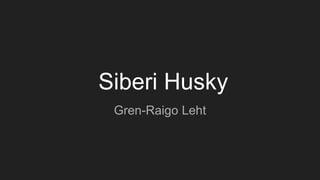 Siberi Husky
Gren-Raigo Leht
 