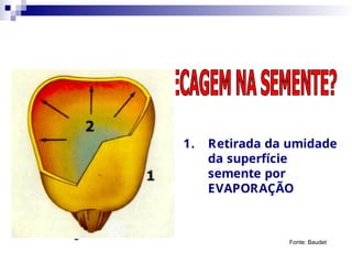 1. Retirada da umidade
da superfície
semente por
EVAPORAÇÃO
Fonte: Baudet
 