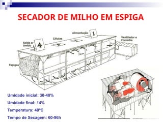 SECADOR DE MILHO EM ESPIGA
Umidade inicial: 30-40%
Umidade final: 14%
Temperatura: 40ºC
Tempo de Secagem: 60-96h
 