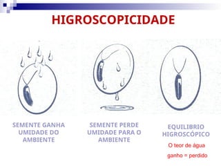 HIGROSCOPICIDADE
SEMENTE GANHA
UMIDADE DO
AMBIENTE
SEMENTE PERDE
UMIDADE PARA O
AMBIENTE
EQUILIBRIO
HIGROSCÓPICO
O teor de água
ganho = perdido
 
