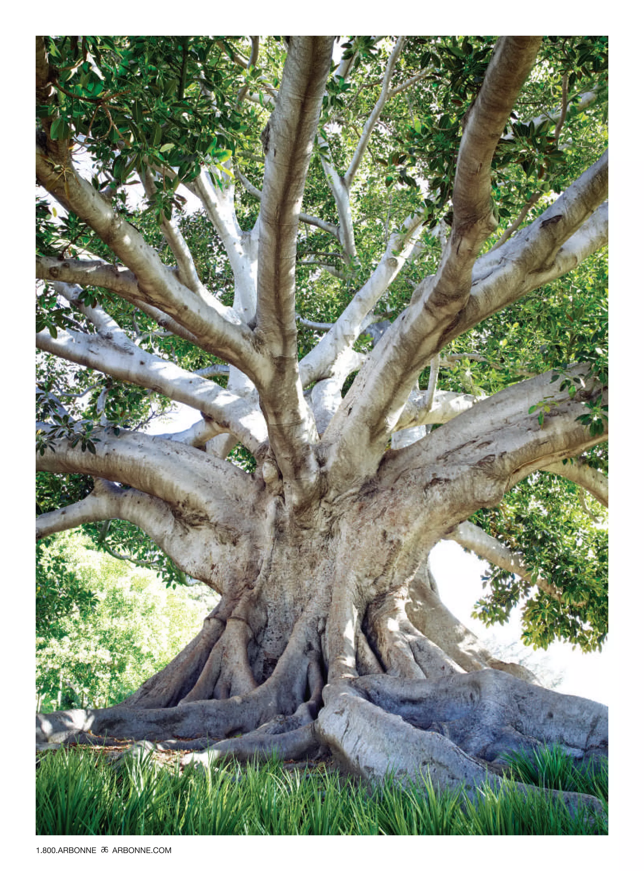 ARBONNE VIRTUAL CATALOG US PDF