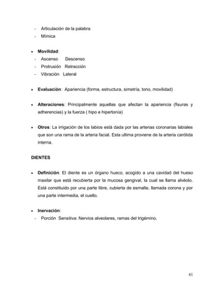 -    Articulación de la palabra
    -    Mímica


•       Movilidad:
    -    Ascenso      Descenso
    -    Protrusión Retracción
    -    Vibración Lateral


•       Evaluación: Apariencia (forma, estructura, simetría, tono, movilidad)


•       Alteraciones: Principalmente aquellas que afectan la apariencia (fisuras y
        adherencias) y la fuerza ( hipo e hipertonía)


•       Otros: La irrigación de los labios está dada por las arterias coronarias labiales
        que son una rama de la arteria facial. Esta ultima proviene de la arteria carótida
        interna.


DIENTES


•       Definición: El diente es un órgano hueco, acogido a una cavidad del hueso
        maxilar que está recubierta por la mucosa gengival, la cual se llama alvéolo.
        Está constituido por una parte libre, cubierta de esmalte, llamada corona y por
        una parte intermedia, el cuello.


•       Inervación:
    -    Porción Sensitiva: Nervios alveolares, ramas del trigémino.




                                                                                       41
 